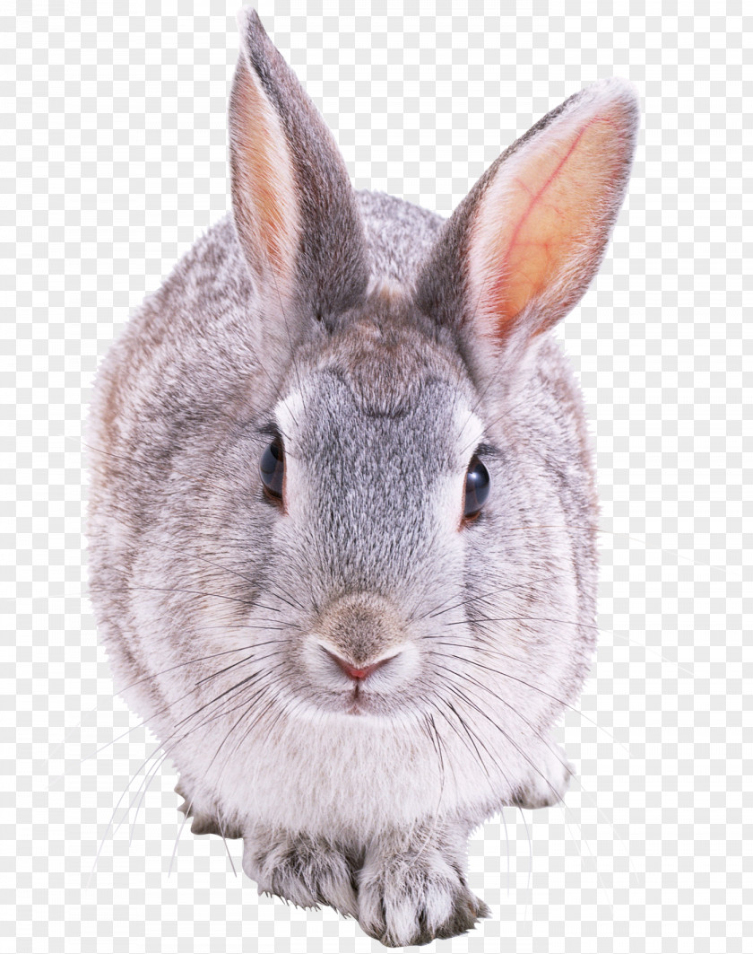 Rabbit Hare Domestic European Clip Art PNG