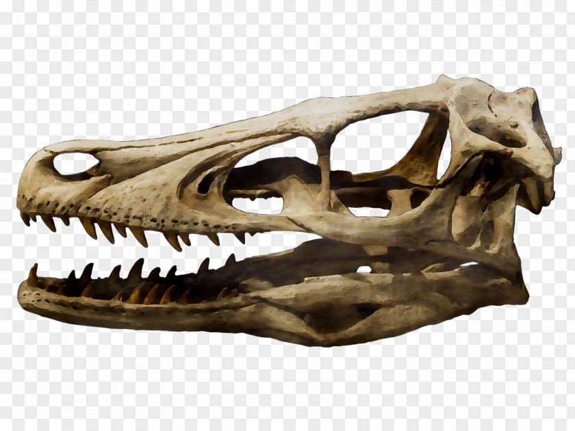 Velociraptor Achillobator Tyrannosaurus Skull Dinosaur PNG
