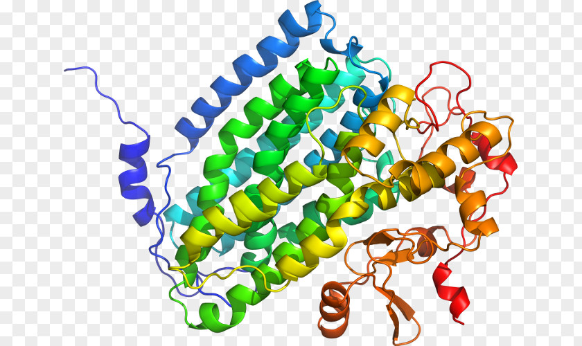 Beta-secretase 1 Transmembrane Protein Amyloid Precursor Secretase Gamma Beta PNG