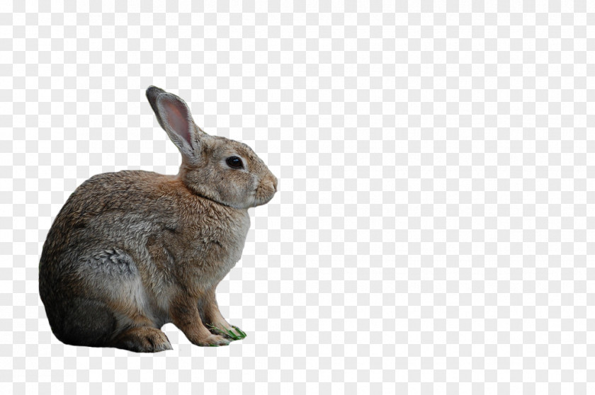 Flowers Domestic Rabbit Hare Whiskers Pet PNG