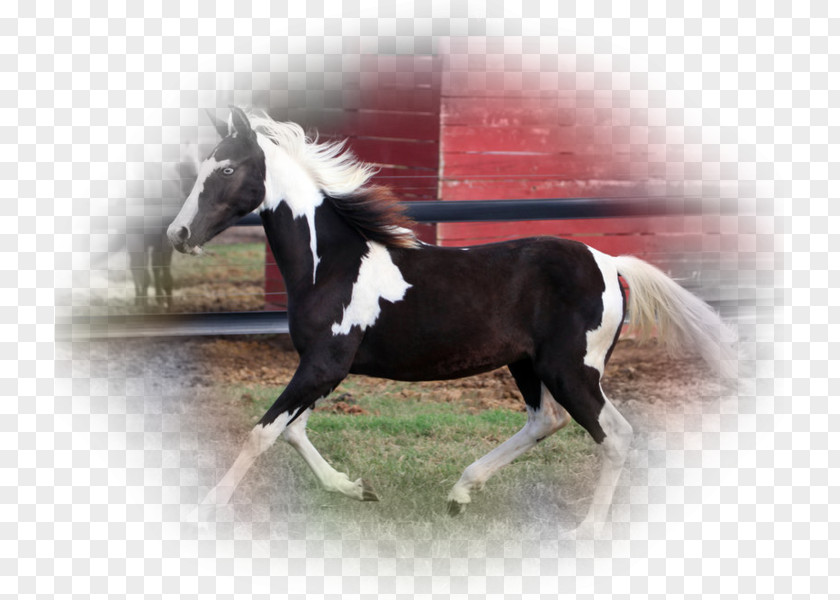 Mustang Stallion Mare Arabian Horse Pony PNG