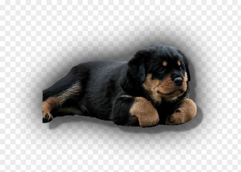 Puppy Rottweiler Companion Dog Breed Snout PNG
