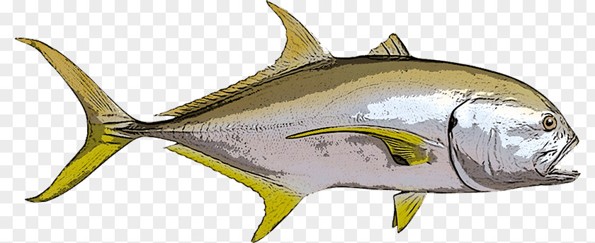 River FISH Thunnus Crevalle Jack Giant Trevally Fishing Blue Runner PNG