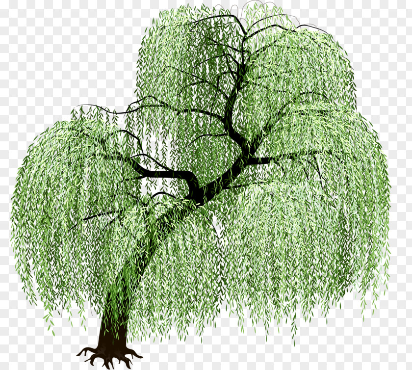 Tree Art PNG