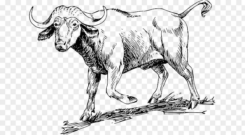Long Horn Cattle Ox Water Buffalo Beef Bull Clip Art PNG