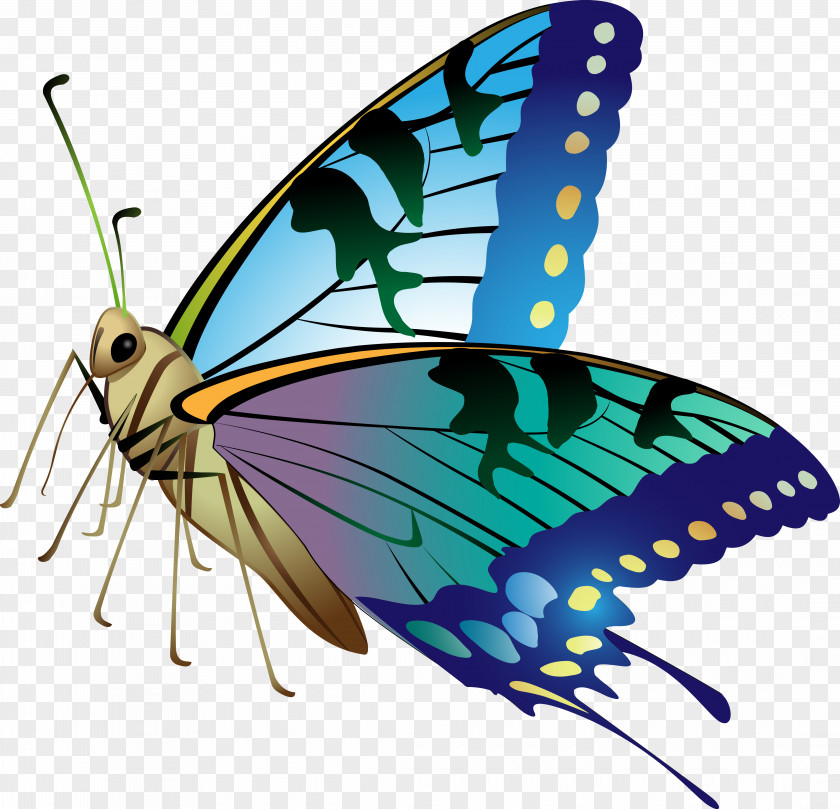 Vector Butterfly Saint Patrick's Day Monarch Holiday Clip Art PNG