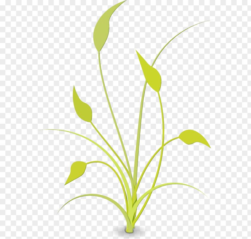 Pedicel Flowering Plant Lily Flower Cartoon PNG