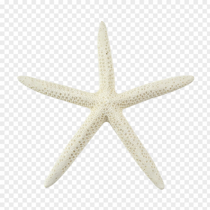 Sea Star Starfish Bleach Marine Invertebrates Echinoderm PNG