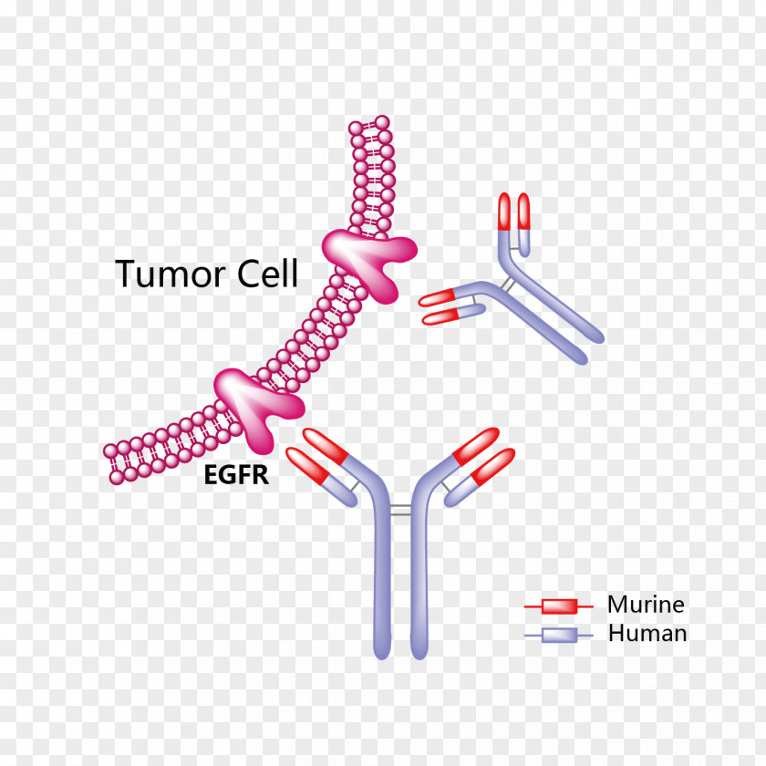 Trastuzumab Emtansine HER2/neu Mertansine Monoclonal Antibody PNG