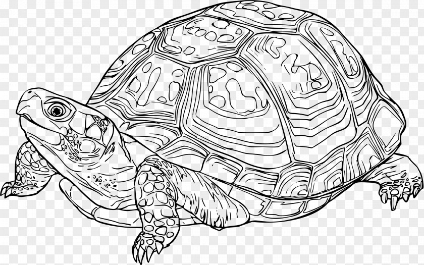 Box Snapping Turtle Hawksbill Sea Drawing Line Art Reptile Clip PNG
