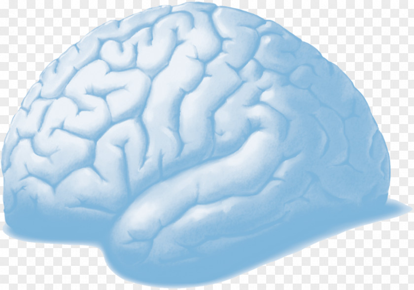 Brain Organism PNG
