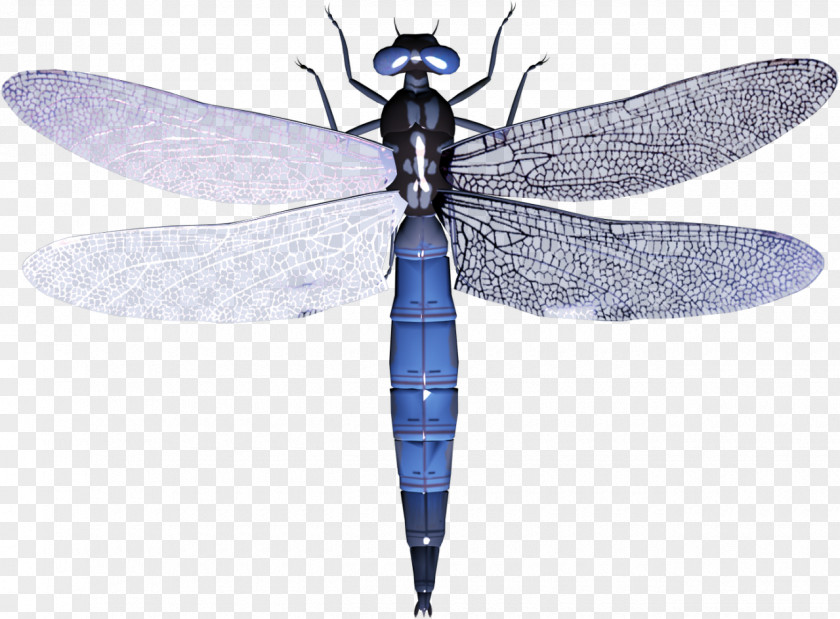Dragonfly A Dragonfly? Clip Art Image PNG