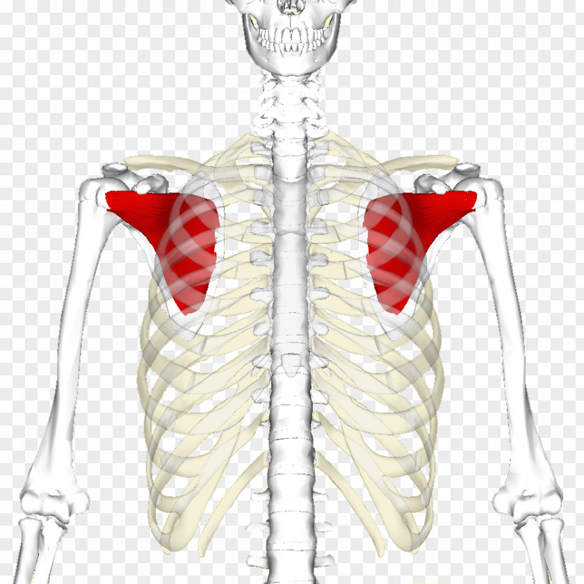 Human Ribs Subscapularis Muscle Infraspinatus Rotator Cuff Shoulder PNG