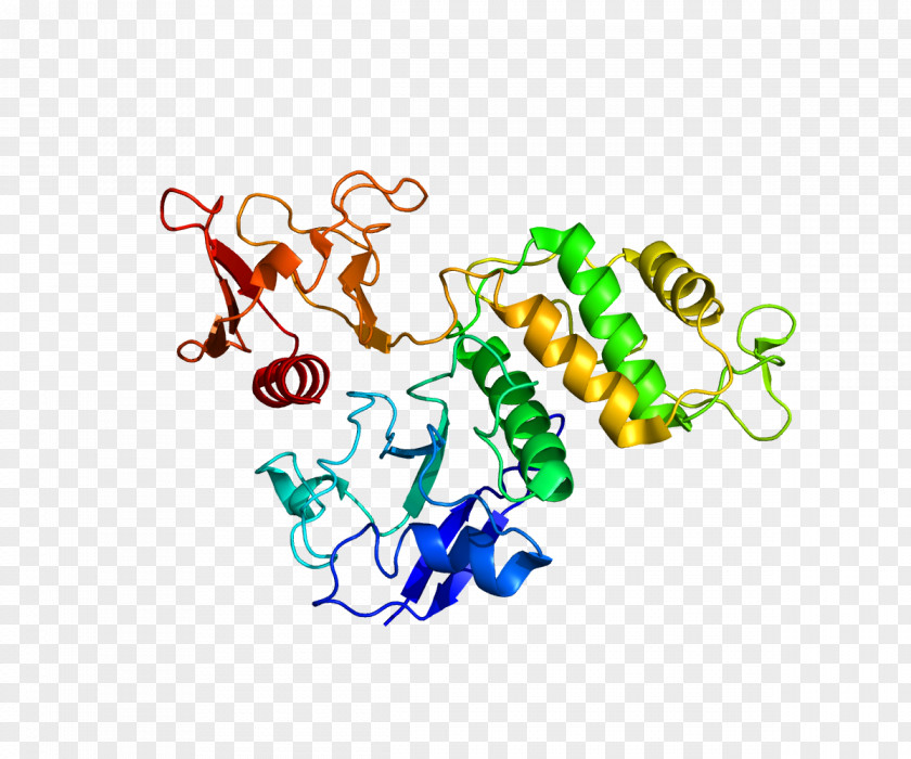 PTK2B Integrin-linked Kinase Gene Protein PNG