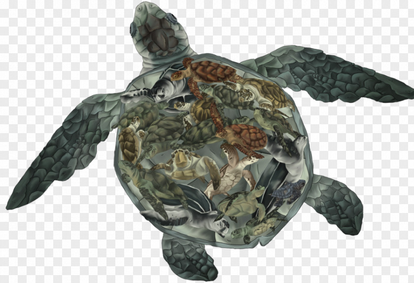 Turtle Box Turtles Reptile Tortoise Sea PNG