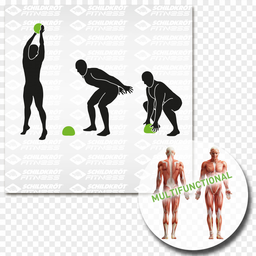 Yoga Ball Anatomy Human Body Rectus Abdominis Muscle Abdomen PNG