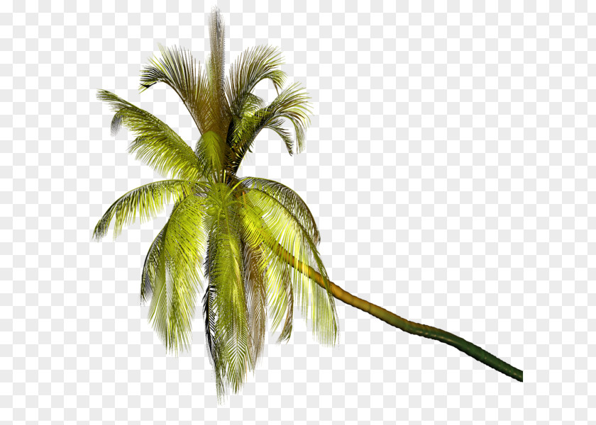 Coconut Palm Trees Image Clip Art PNG