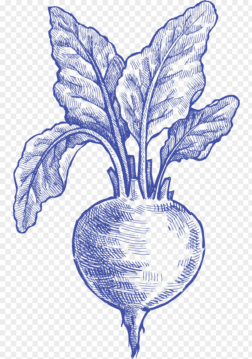 Common Beet Vegetable Drawing /m/02csf Flowering Plant PNG