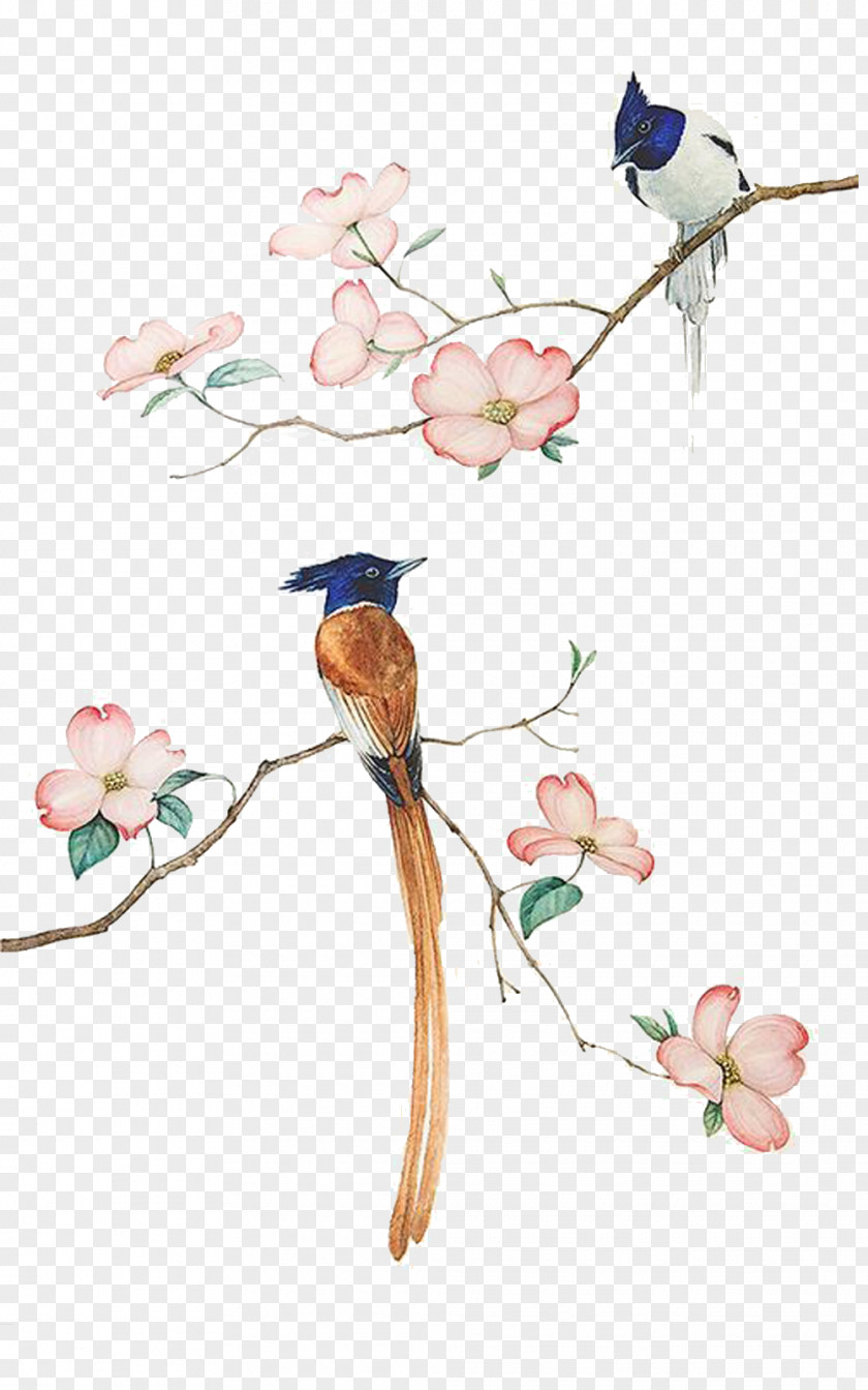 Creative Pull Thrush Painted Free Bird-and-flower Painting Watercolor Drawing PNG