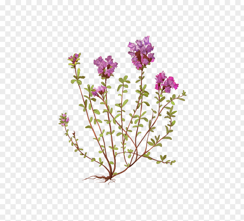 Violet Lavender Cut Flowers Plant Stem PNG