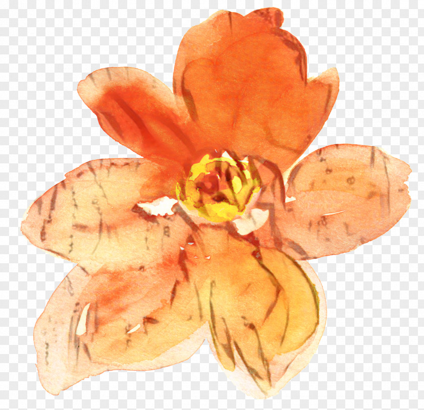 Crocus Herbaceous Plant Lily Flower Cartoon PNG