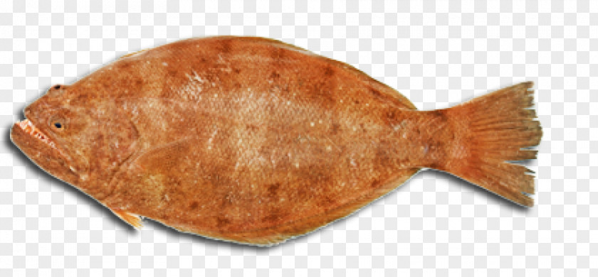 Fish Sole PNG