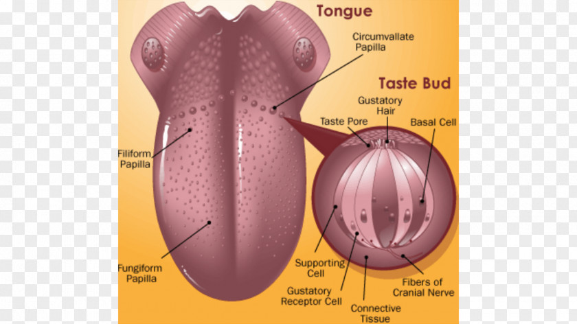 Tongue Periodontal Disease Gums Medicine PNG