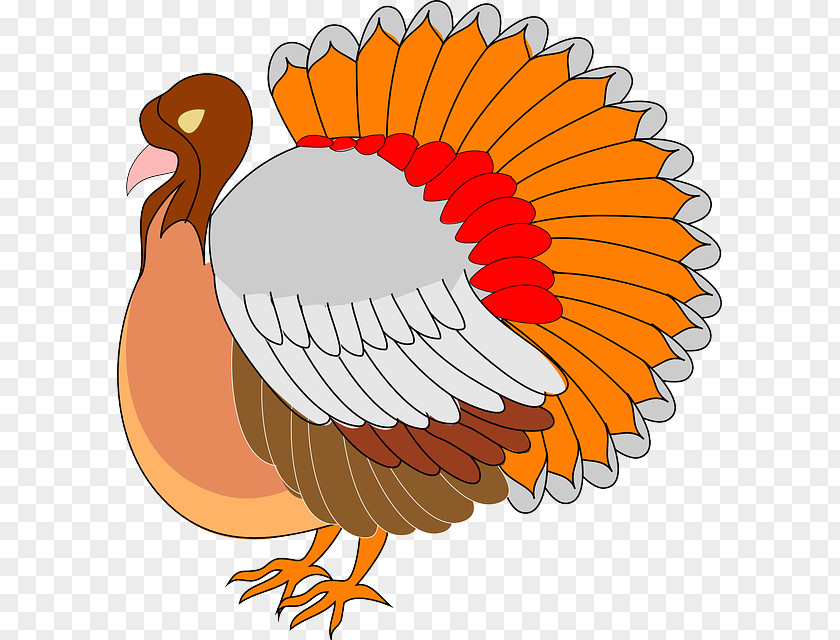 Turkey Animaatio Drawing Cartoon PNG