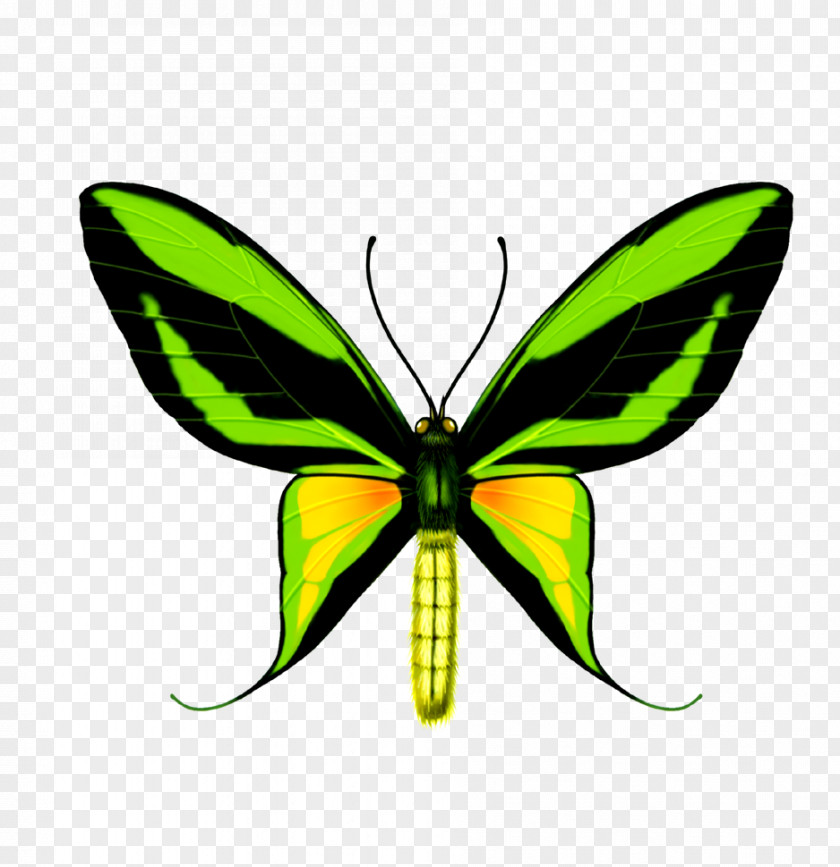 Butterfly Swallowtail Ornithoptera Paradisea Birdwing PNG