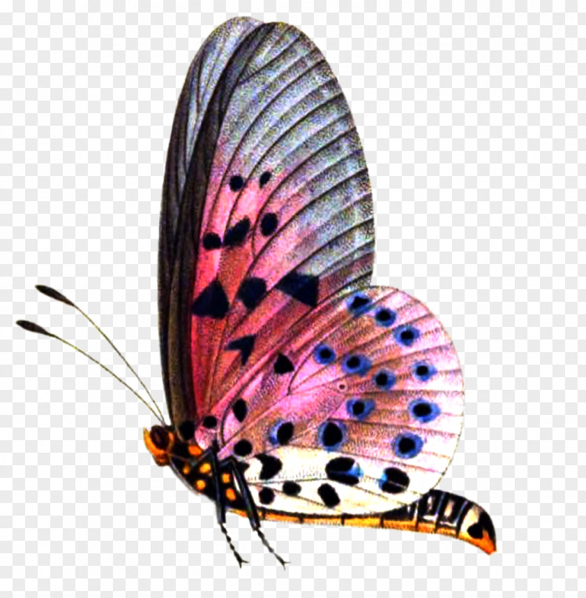 Format Images Of Butterfly Image Editing PicsArt Photo Studio PNG