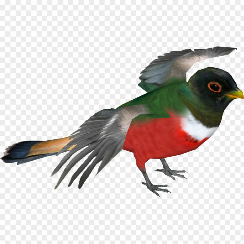 Salvia Elegans Elegant Trogon Bird Resplendent Quetzal Beak PNG