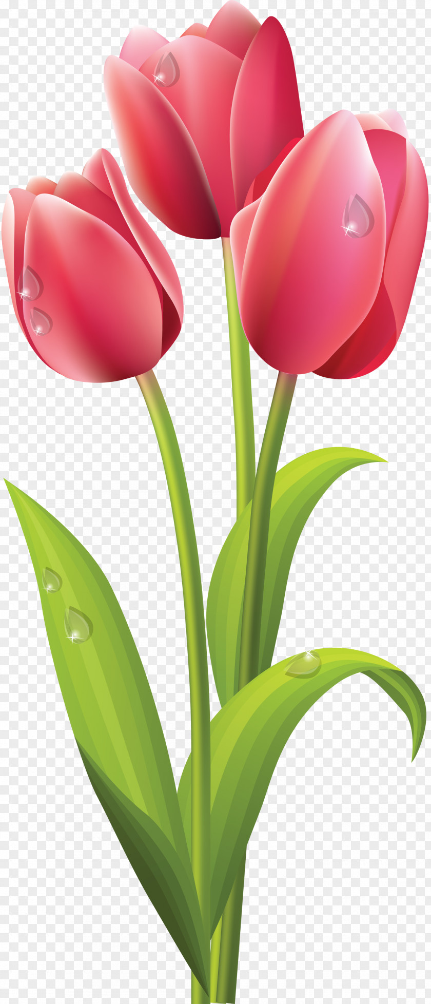 Tulip Flower Bouquet Clip Art PNG