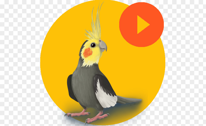 Android Cockatiel LaluKhet Google Play Sound PNG