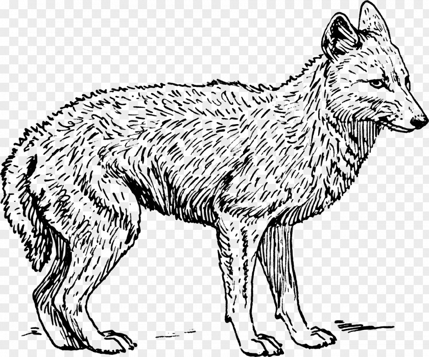 Coyote Gray Wolf Black-backed Jackal Clip Art PNG