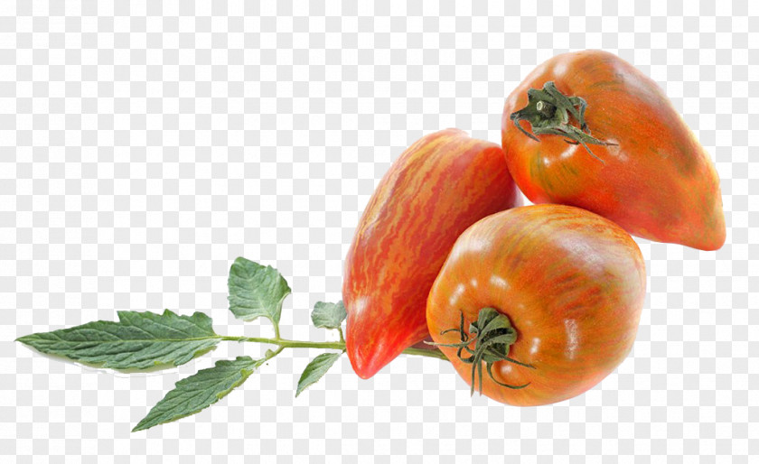 European Tomato San Marzano Italian Cuisine Bush Stock Photography Fruit PNG