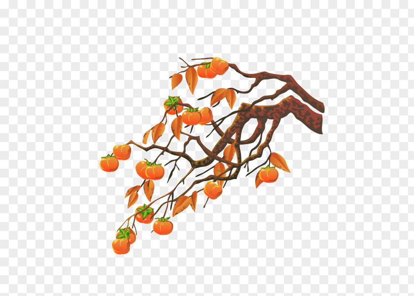 Persimmon Tree Cartoon Vector Material Illustration PNG