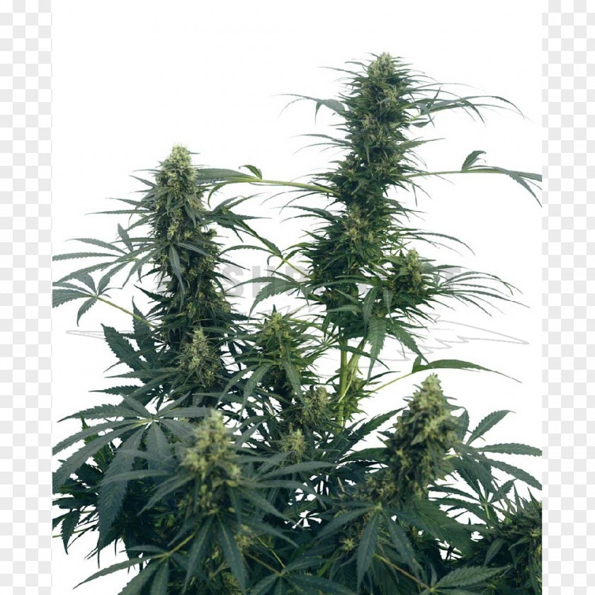 Skunk Sensi Seeds Cannabis Cultivation Kush Holland's Hope PNG