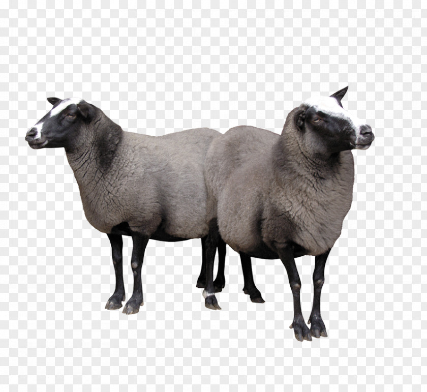 Two Goats Sheep Goat Cattle PNG