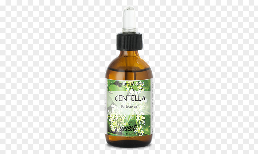 Centella Asiatica Fennel Flower Sativum Dietary Supplement Plant PNG