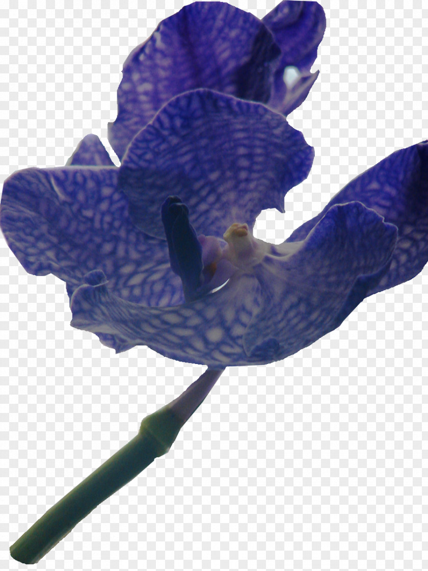 Lilac Flower Bos Van Ypey Digital Scrapbooking Violet Petal PNG