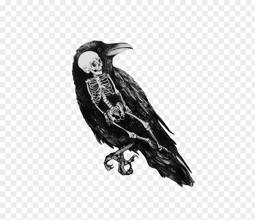 Raven Feather Drawing Crow Black And White Art PNG