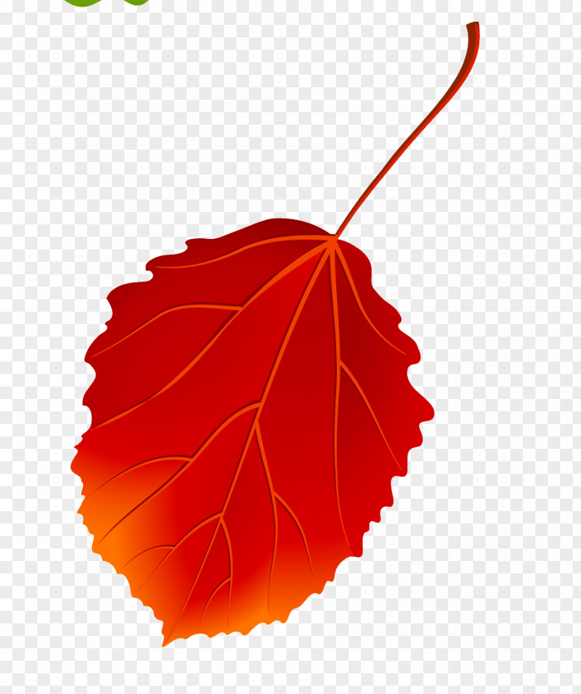 Autumn Leaves European Aspen Maple Leaf PNG