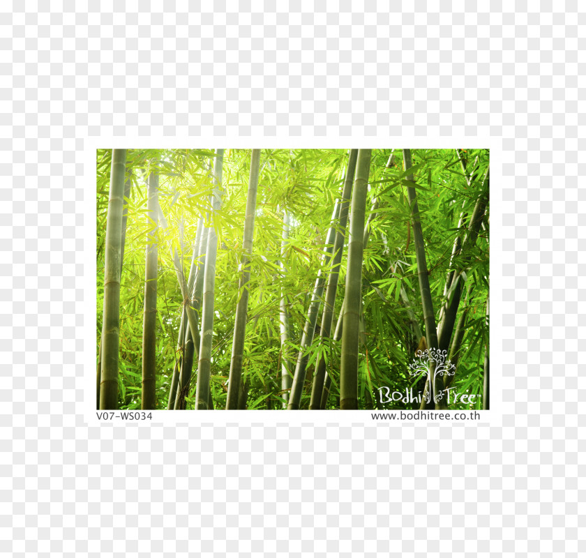Light Bamboo Forest Mural Arashiyama PNG