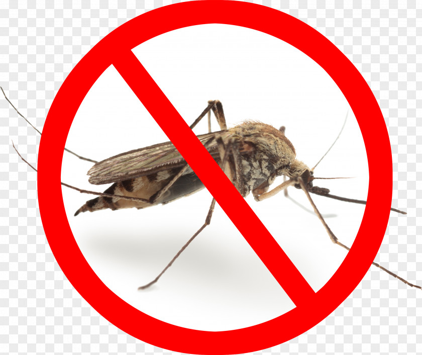 Mosquito Marsh Mosquitoes Pest Control Gnat Zika Virus PNG
