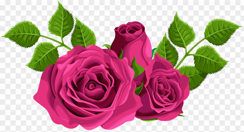 Pink Roses Decorative Clip Art Image Garden Centifolia PNG