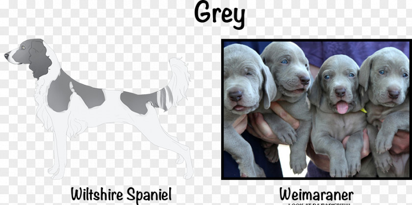 Poodle Dog Weimaraner Puppy Breed Sporting Group Snout PNG