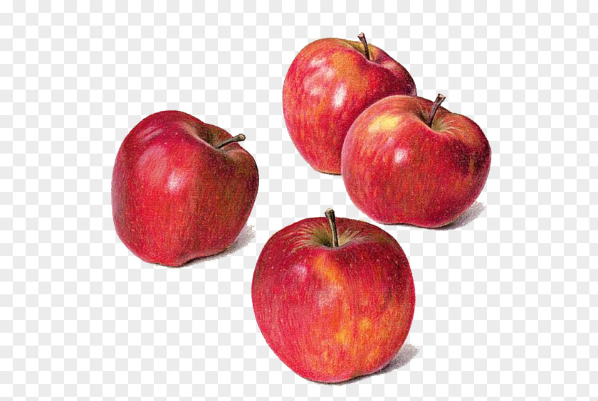 Watercolor Apple Drawing Painting Still Life PNG