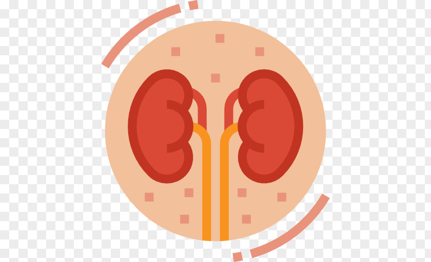 Kidneys Icon Kidney Disease Urology Medicine PNG