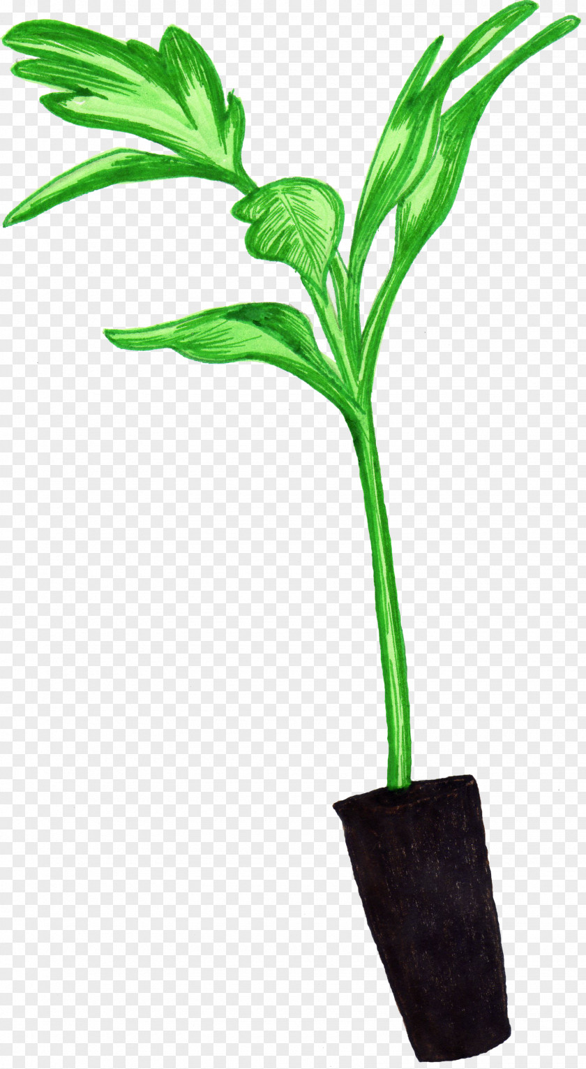 Leaf Seedling Plant Stem Flowerpot Tomato PNG