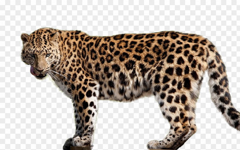 Leopard Amur Felidae River Cheetah African PNG